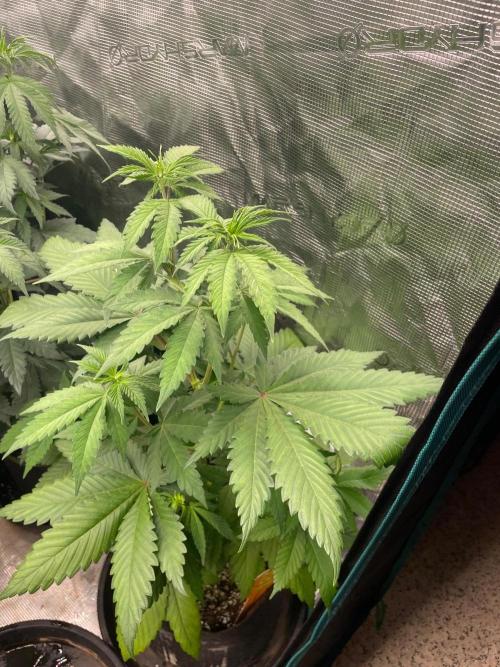 Banana 🍌 Fumes. Week 6
