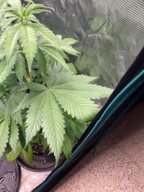 Banana 🍌 Fumes. Week 6