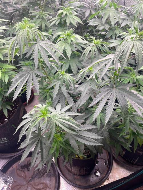 CCG SS Project Purple Panties. Week 7