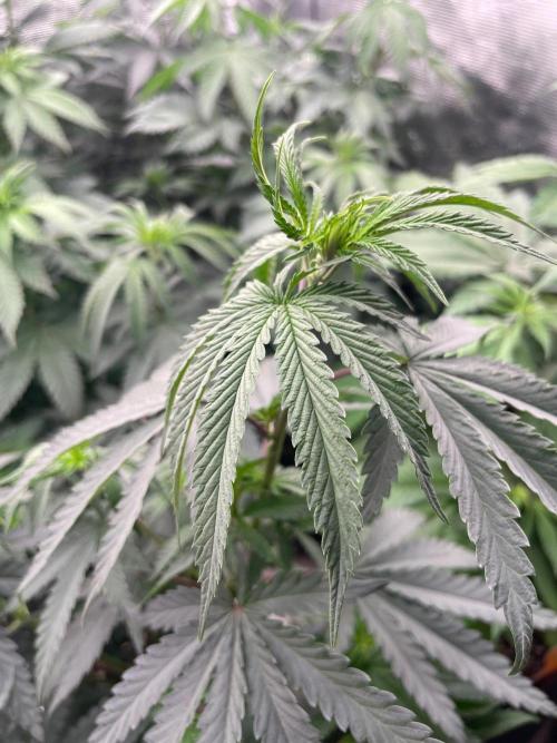 CCG SS Project Purple Panties. Week 7