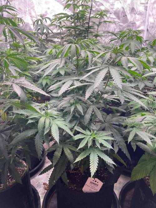 Pink Gelato. Week 7
