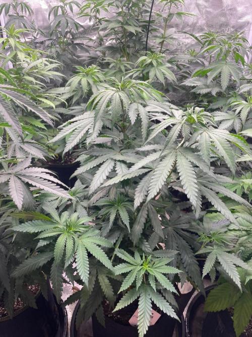 Pink Gelato. Week 7
