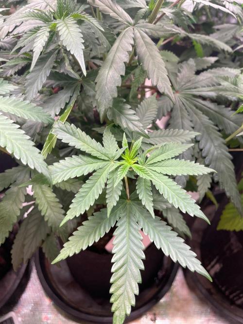 Pink Gelato. Week 7