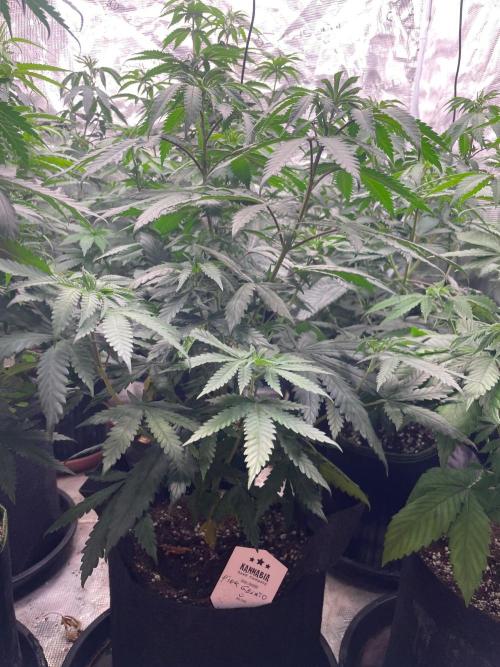Pink Gelato. Week 7