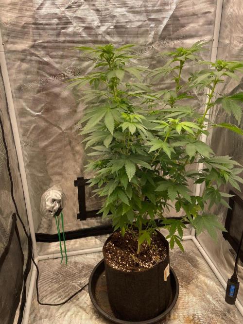 Monster Maker. Week 8