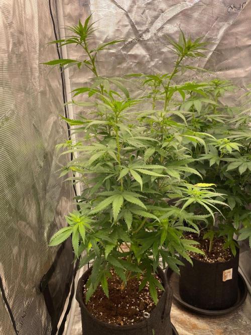 Sundae Driver. Week 8
