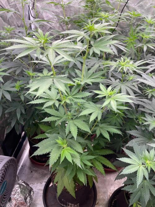 Banana 🍌 Fumes. Week 7