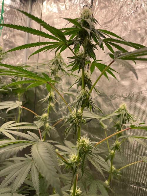 CCG SS Project Purple Panties. Week 10