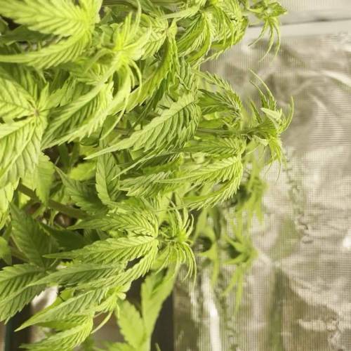 Sensible Strawberry Banana auto