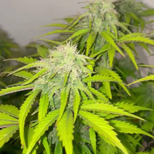 Sensible Strawberry Banana auto