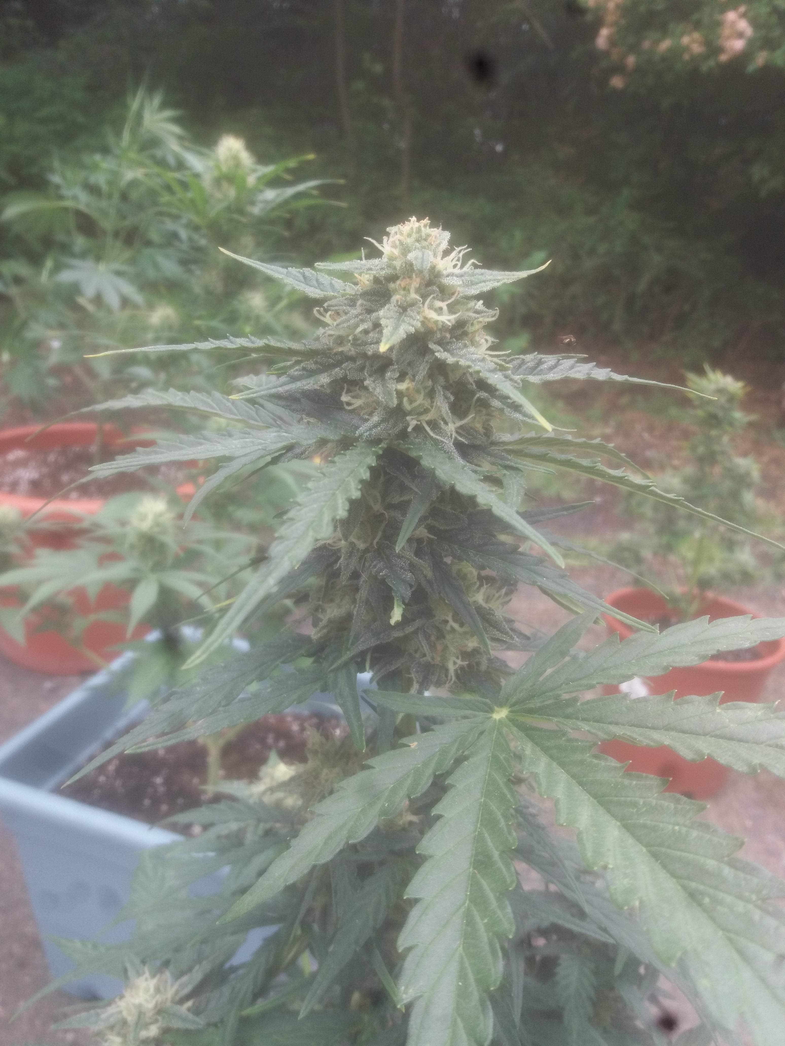 Barney's Farm Glue Gelato Auto, Barney's Farm Purple Punch Auto