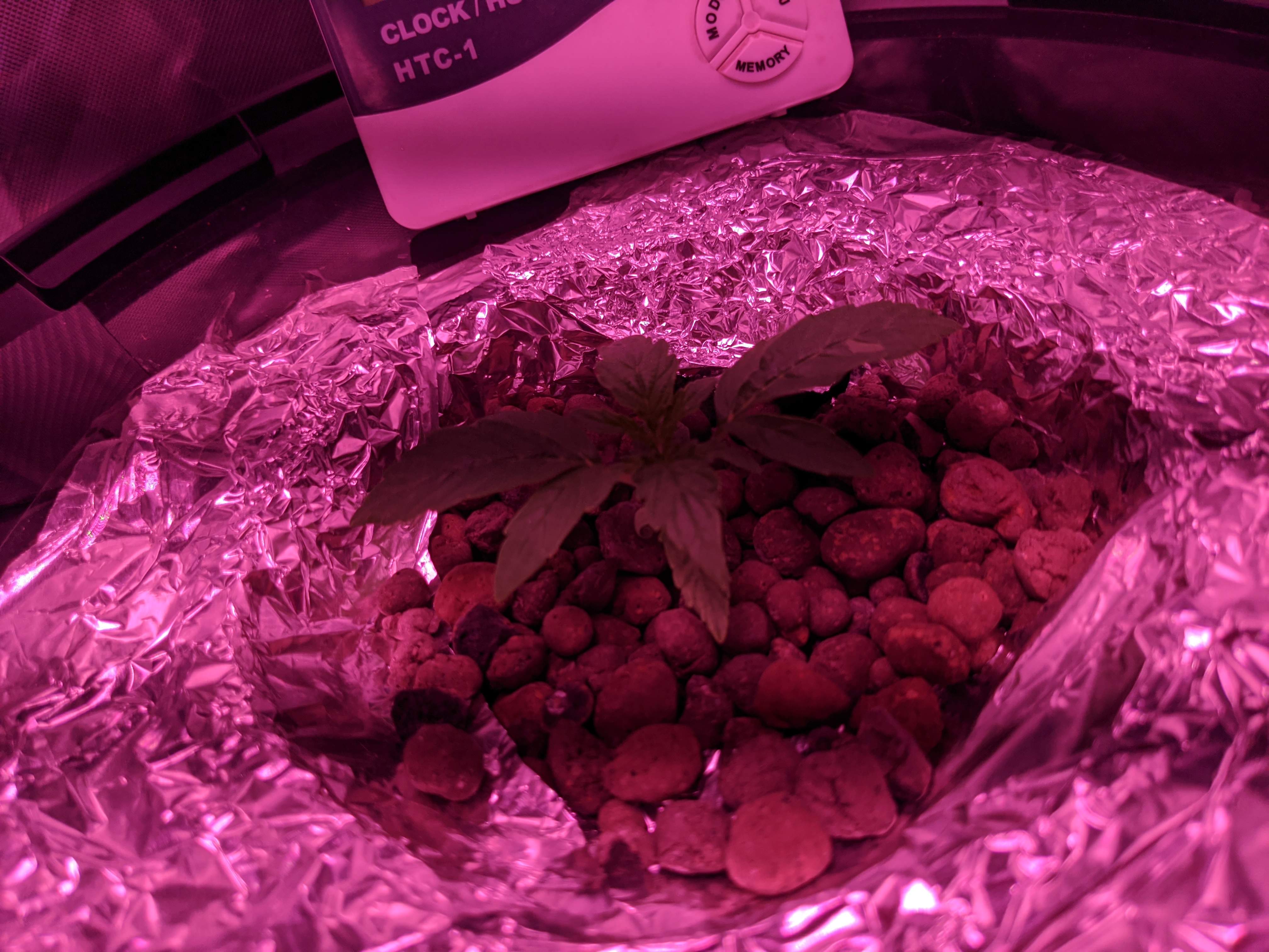 Seedsman Girl Scout Cookies Auto grow diary (journal) week2 by