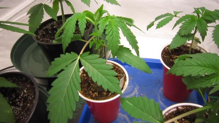 Gelatdos Jabb... My crossing.