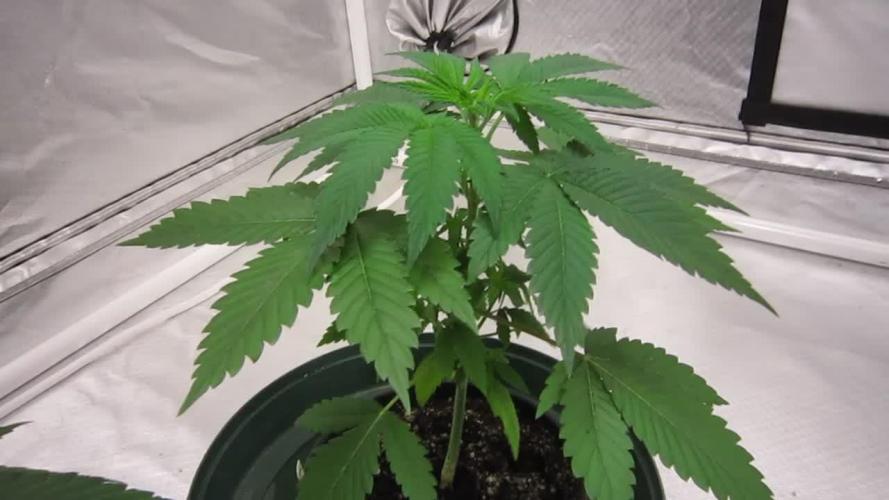 🍋 Lemon 🍊 Mandarin 😎 🤗 🤩