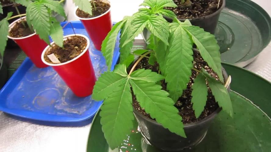 💪🔥⚡ Hulk OG - by IZI