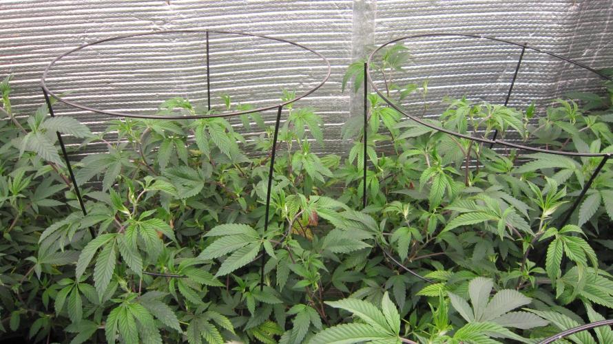 Best Clones... Showing off my.... Week 4 - Dos Si Dos 33 2 plants