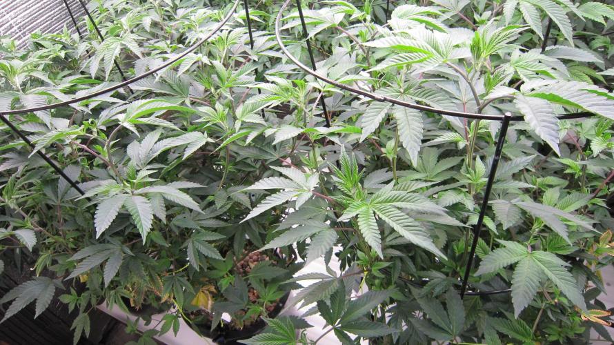 Best Clones... Showing off my.... Week 4 - Pink Kush 2 Plants