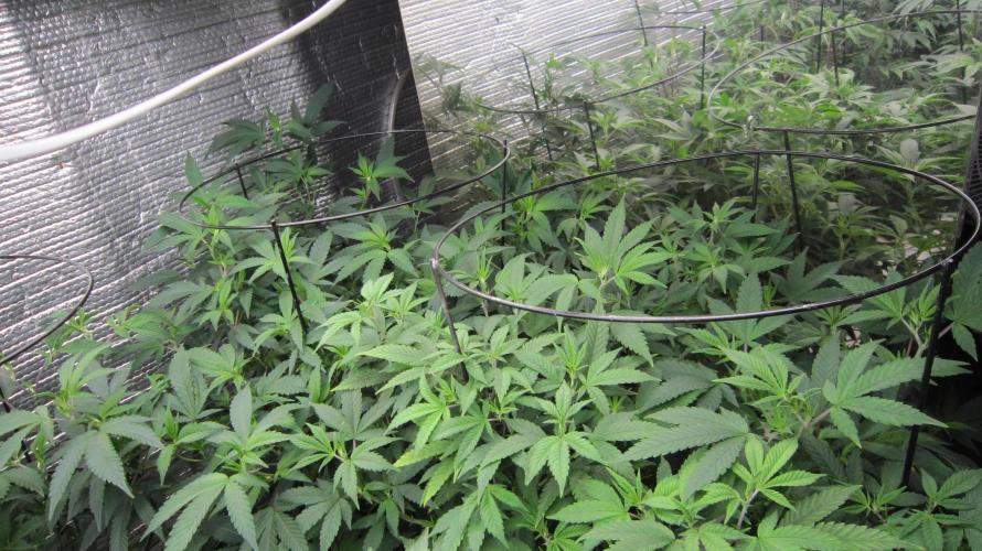 Best Clones... Showing off my.... Week 4 - 1 Critical OG and 1 Blackberry Moonrock