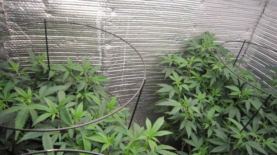 Best Clones... Showing off my.... Week 4 - 1 Critical OG and 1 Blackberry Moonrock.