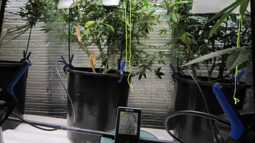 Best Clones... Showing off my.... Week 4 - Put them in the middle plants. Hopefully they will spread to the others.