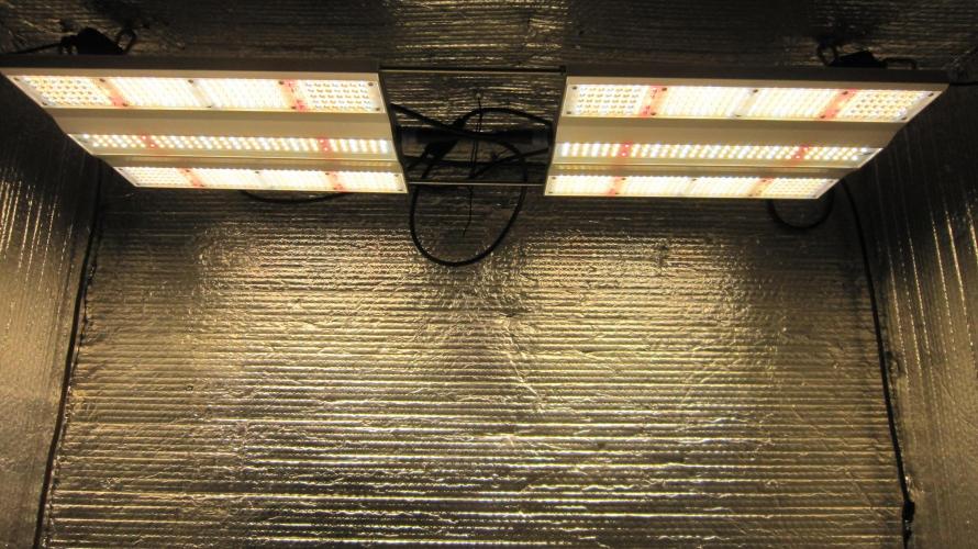 Best Clones... Showing off my.... Week 4 - Up as high as it can go.