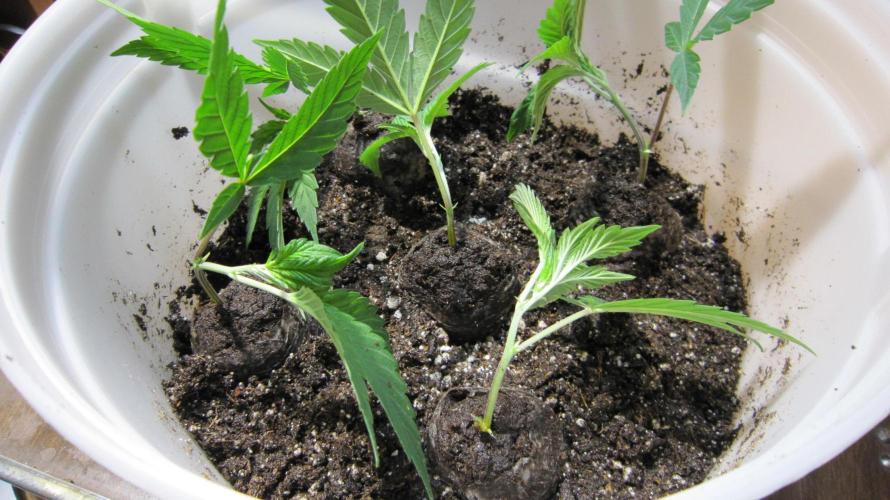 Best Clones... Showing off my.... Week 4 - I'm putting 5 in a bin.