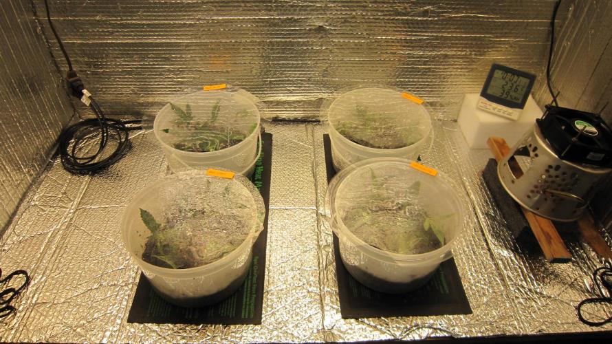 Best Clones... Showing off my.... Week 4 - 20 clones. Top on, to get 95% rh, for the first week