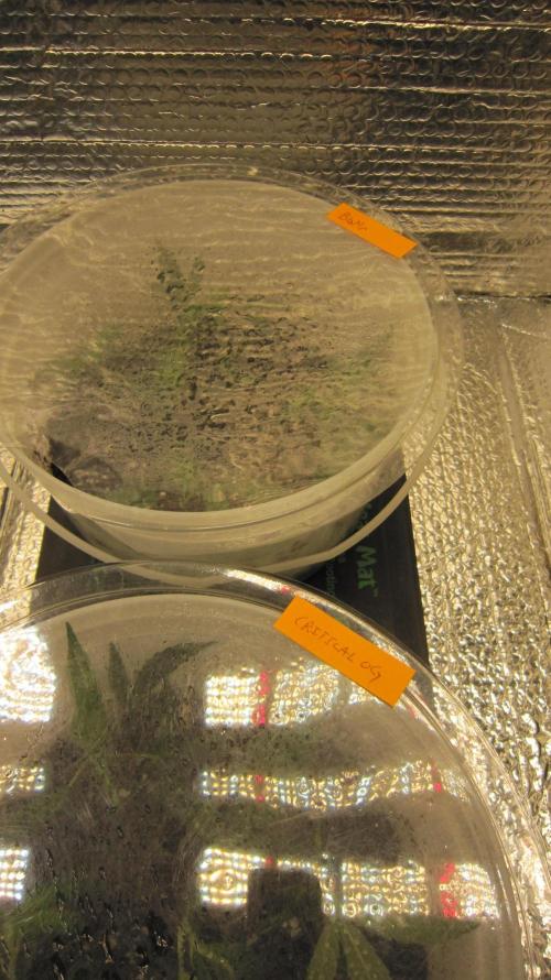 Best Clones... Showing off my.... Week 4 - Pink Kush and Dos Si Dos 33. Little air hole on the lid.