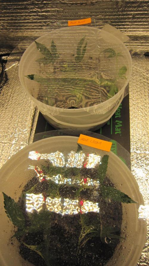 Best Clones... Showing off my.... Week 4 - Critical OG and Blackberry Moonrocks. leave the light on for the first week.