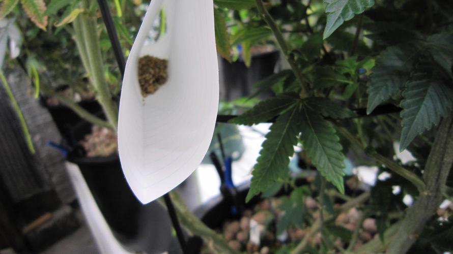 Best Clones... Showing off my.... Week 4 - It said to sprinkle on plants. With the fans going I thought this would work.