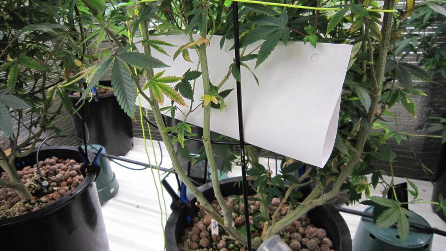 Best Clones... Showing off my.... Week 4 - They can climb on the paper, up into the plants.