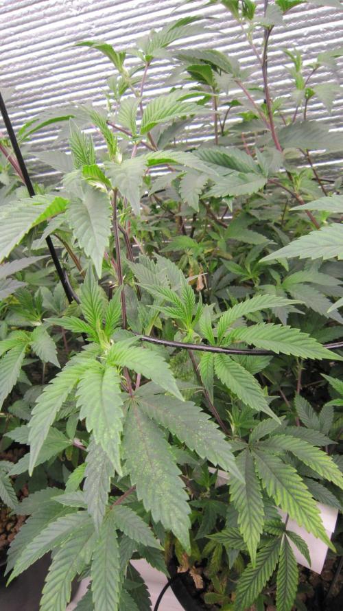 Best Clones... Showing off my.... Week 4 - You can see the bottom leaves are spotted and not the top ones.