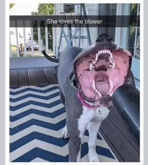 Best Clones... Showing off my.... Week 4 - One of those big lipped slobbery dogs. That one wat to get rid of the slobber