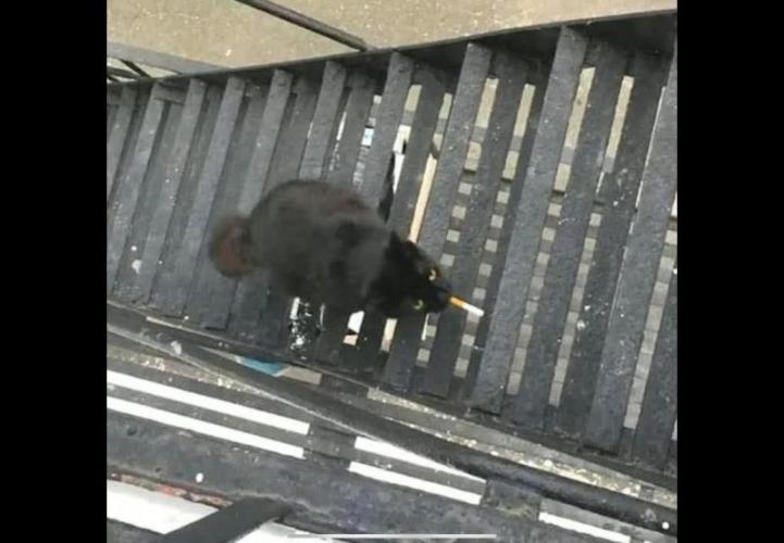 Best Clones... Showing off my.... Week 4 - Look like my cat and I couldn't think of the stairs she's on. So it's not mine..