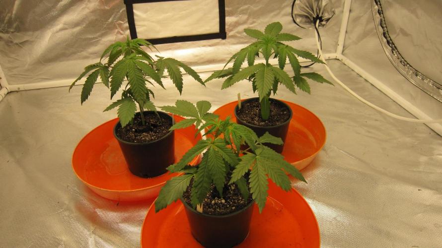 Gelatdos Jabb... My crossing.. Week 3 - Group Shot.