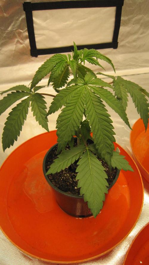 Gelatdos Jabb... My crossing.. Week 3 - Plant #1