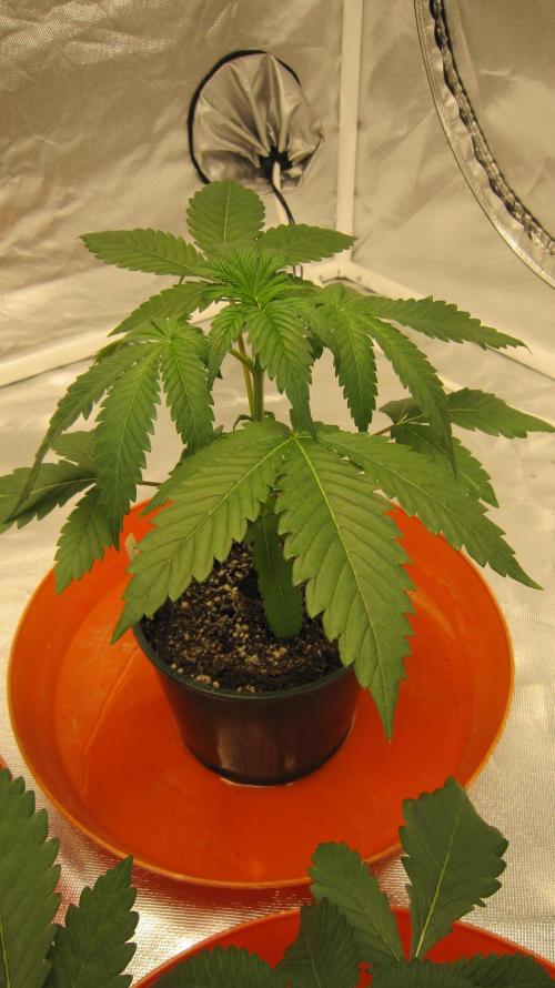 Gelatdos Jabb... My crossing.. Week 3 - Plant #2