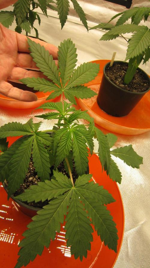 Gelatdos Jabb... My crossing.. Week 3 - Plant #3 - Got rounded ends on 2 leaves on opposite sides???