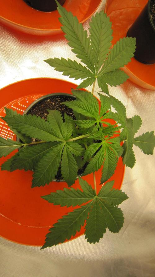 Gelatdos Jabb... My crossing.. Week 3 - Plant #3