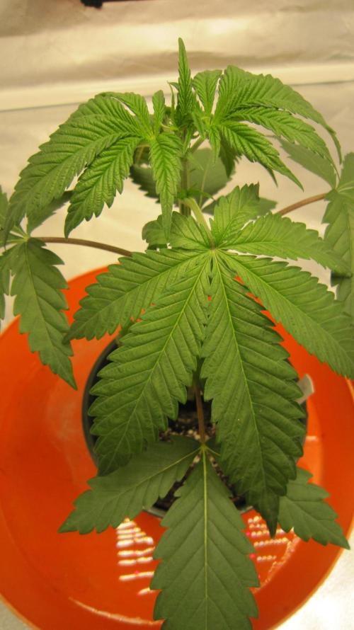 Gelatdos Jabb... My crossing.. Week 3 - Plant #1