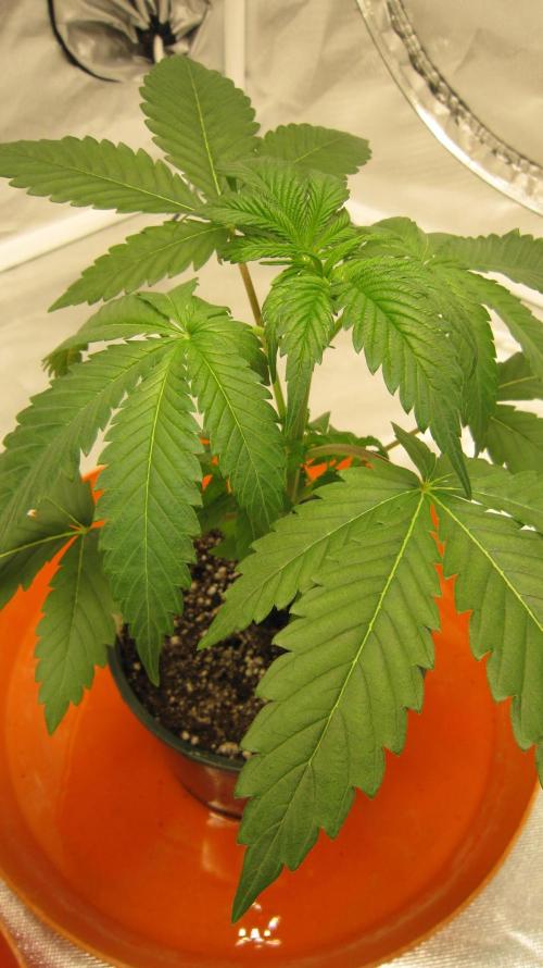 Gelatdos Jabb... My crossing.. Week 3 - Plant #2