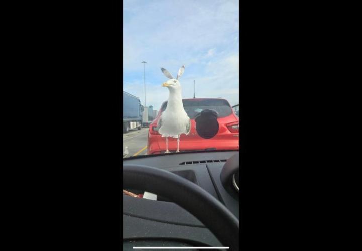 Gelatdos Jabb... My crossing.. Week 3 - Donkeygull