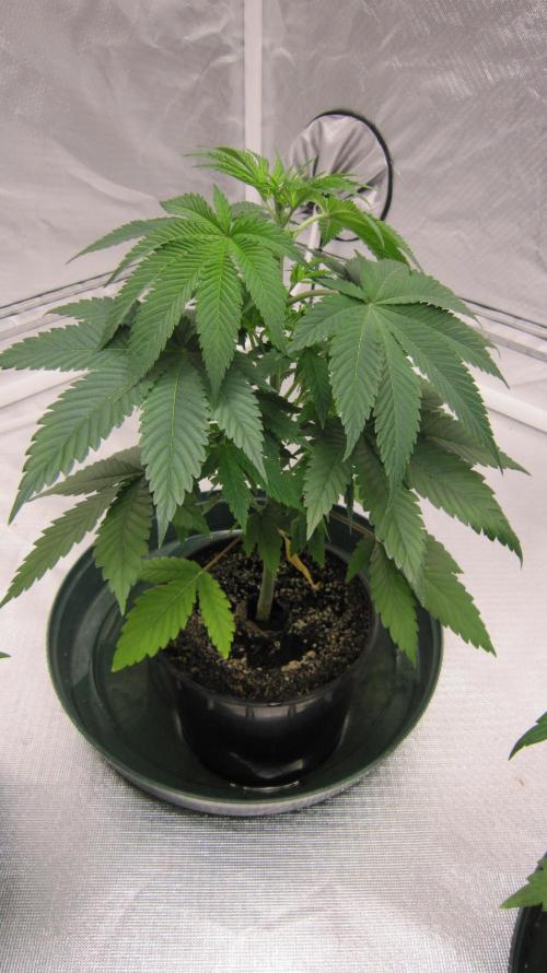 🍋 Lemon 🍊 Mandarin 😎 🤗 🤩. Week 4 - Plant #1