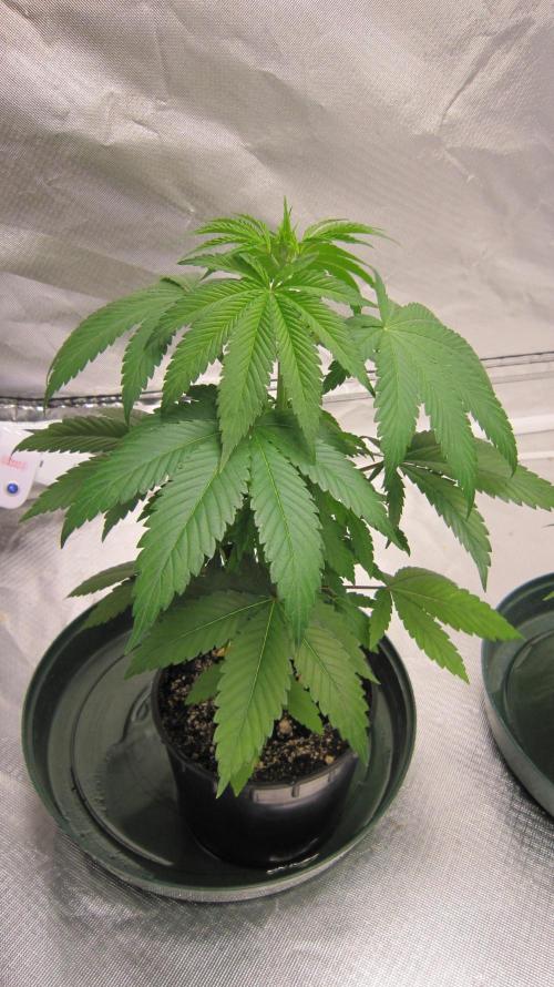 🍋 Lemon 🍊 Mandarin 😎 🤗 🤩. Week 4 - Plant #2