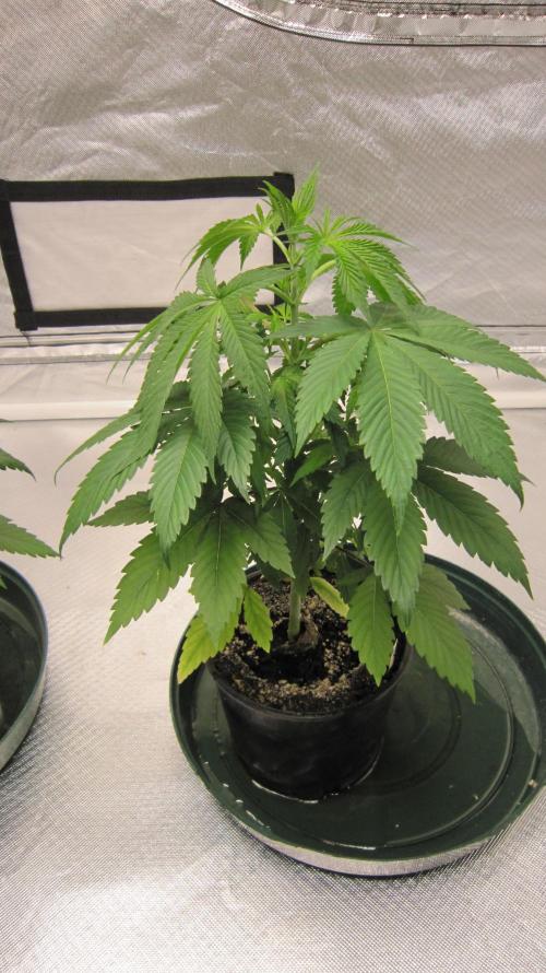 🍋 Lemon 🍊 Mandarin 😎 🤗 🤩. Week 4 - Plant #3