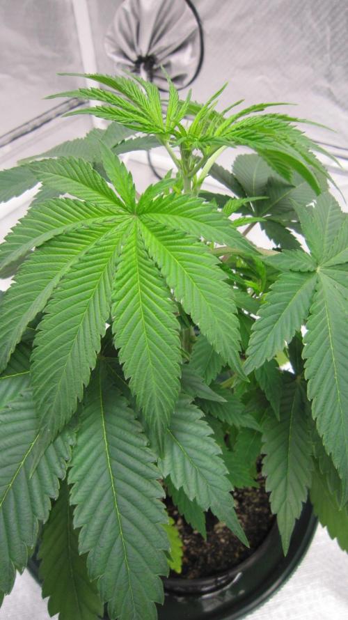 🍋 Lemon 🍊 Mandarin 😎 🤗 🤩. Week 4 - Plant #1