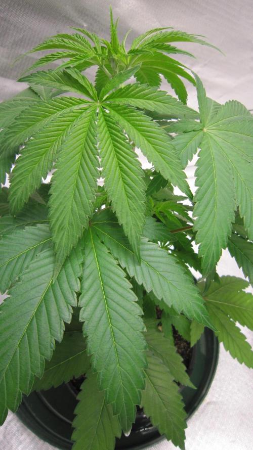 🍋 Lemon 🍊 Mandarin 😎 🤗 🤩. Week 4 - Plant #2