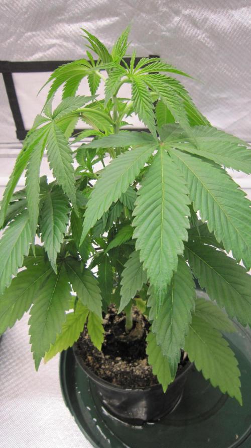 🍋 Lemon 🍊 Mandarin 😎 🤗 🤩. Week 4 - Plant #3