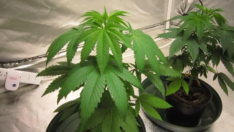 🍋 Lemon 🍊 Mandarin 😎 🤗 🤩