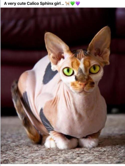 🍋 Lemon 🍊 Mandarin 😎 🤗 🤩. Week 4